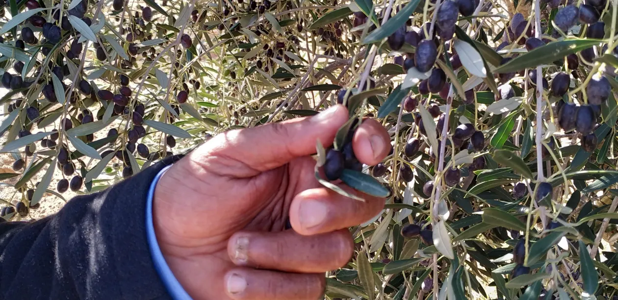 A farmer cultivating traditional olive varieties in the south of Tunisia.
