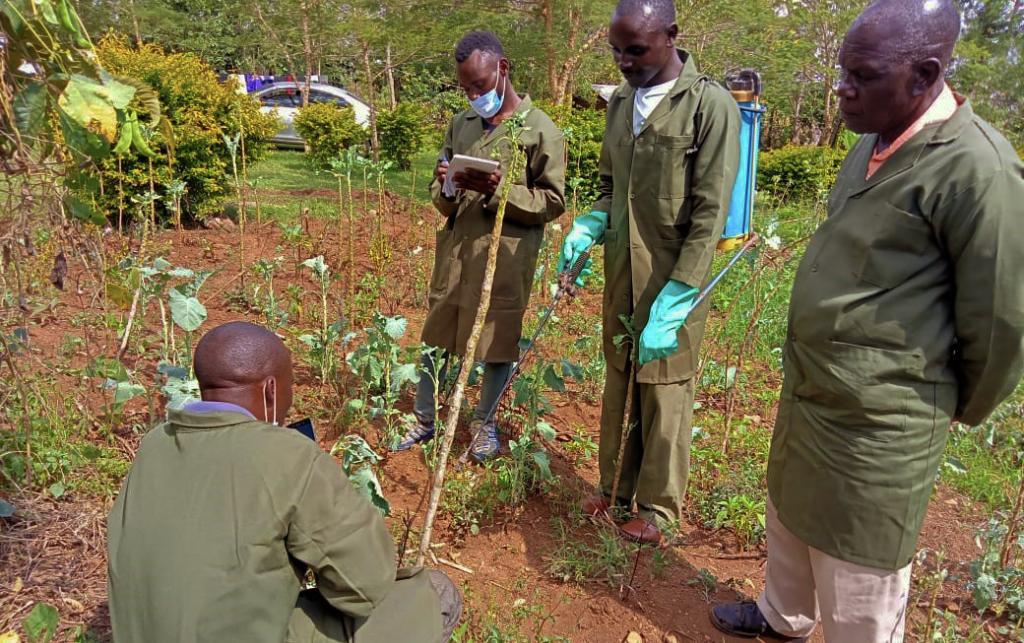 Members of Kenyan Peasants League testing the organic pesticide formulas in Migori county, Kenya.