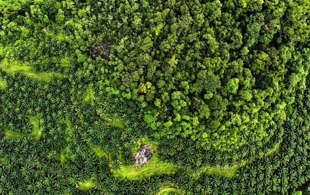Aerial view of the palm oil plantation (bottom of the photo) encroaching into Kanneliya rainforest, south-west of Sri Lanka.
