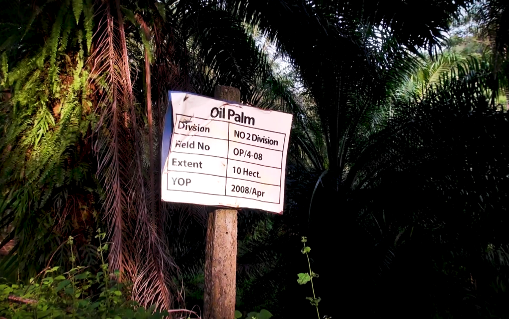 A new palm oil plantation encroaching into Kanneliya rainforest, south-west of Sri Lanka.
