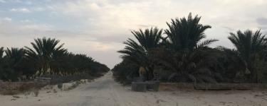 A road through date palm groves.