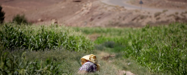 Someone in bright clothing working on their knees in a green field, with their head covered by fabric. Credit: Ali Aznague