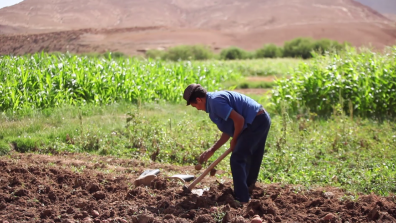A farmer tilling a field. Photo: Ali Aznague
