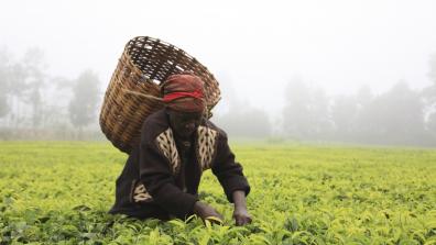 A female tea picker on an estate near Kerugoya, Kenya. Picture: Jon Spaull
