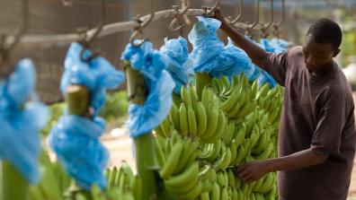 Man removing dried flowers from bunches of bananas on plantation in Ghana West Africa. Credit:Olivier Asselin / Alamy Stock Photo